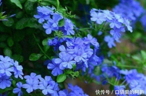 『花儿』看到一种“蓝色的花”,叶子郁郁葱葱,花儿清淡清爽,茁壮成长