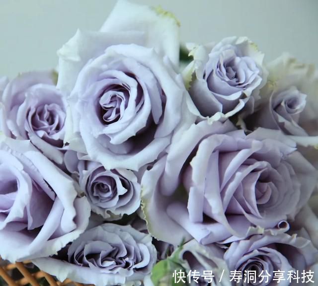  「品种」梦幻悠长，无法抗拒，月季的那抹蓝紫色美得清凉又高级！