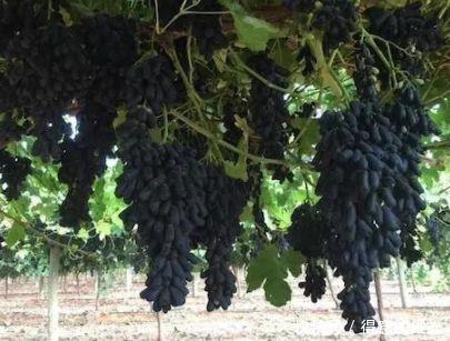  【葡萄】此树零下20度都冻不死，碰土就活，在农村种一棵，来年