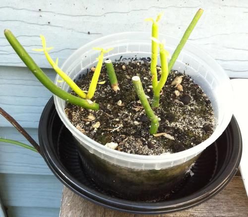  家里■养家里的光棍树枝条长得特长，剪下来水培扦插，根很快冒出来