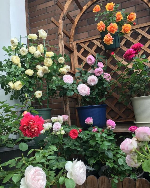  #图片作者#有一颗爱花的心，就算只有个封闭小阳台，也能养出一片花海！