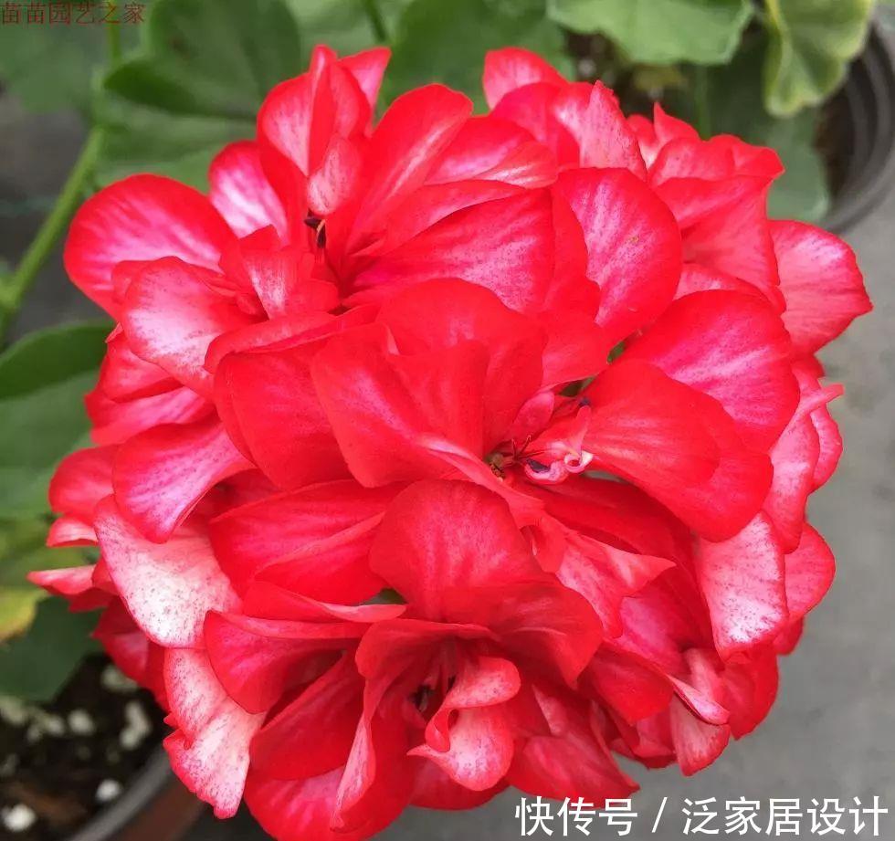  每种■110种天竺葵，每种都超美，看看你认识多少种？