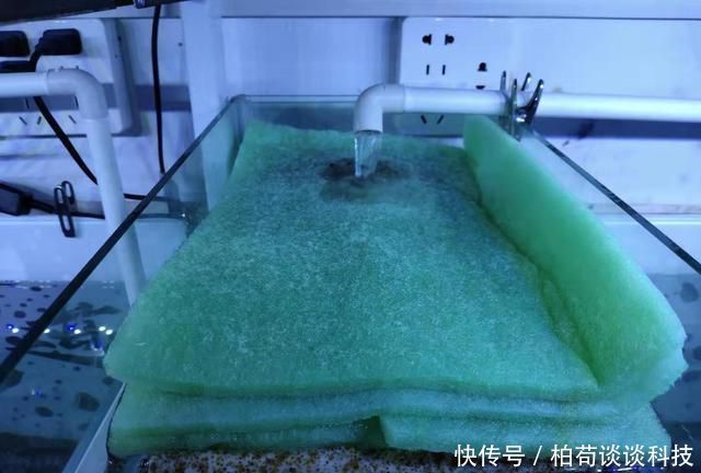  『适合』饲养观赏鱼有一种换水方式，叫做蜻蜓点水式，适合哪一种情况？