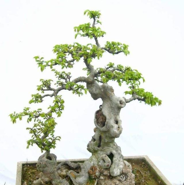  [要注意]树桩盆景什么最重要？“造景”是第一位，人工造景需要什么技巧？