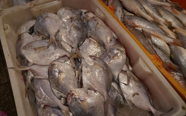 自驾走过广西广东海南，来到福建霞浦三沙，带你看看渔村海鲜价格