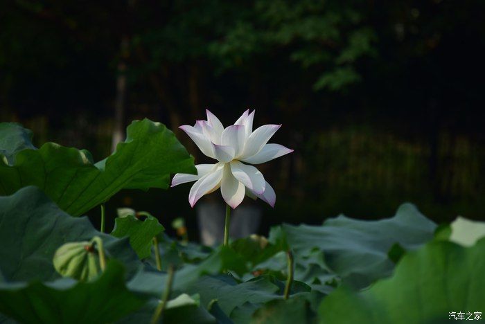 奥迪A6L，宝马X3，奔驰GLB，凯迪拉克CT5，不一样的新感受之九