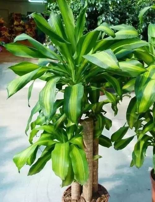  「铜钱草」房间光线不好？那就养这8种耐阴植物！