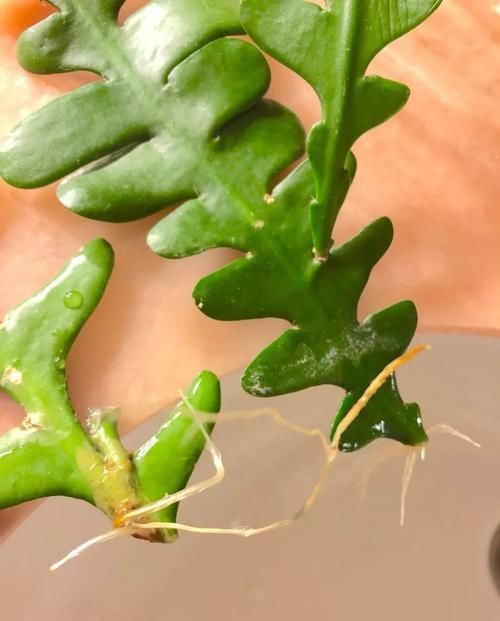  #特大#锯齿昙花好养好开花，有不同的花色，养窗台边花朵开得特大