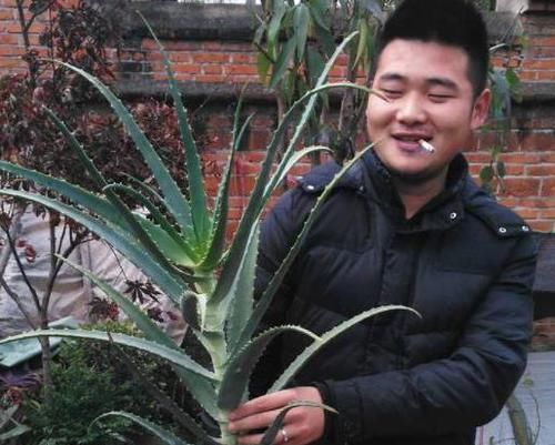  #金枝玉叶#老花匠在家这么做，10年芦荟成老桩，2年马齿觅养成’金枝玉叶’