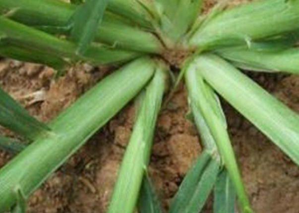 农村人''恨之入骨''的一种野草，竟然秒杀板蓝根，你认识吗？