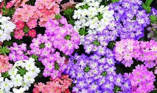  #便宜#春天养花，不妨养这四款花，便宜又好养，花开美观又大气