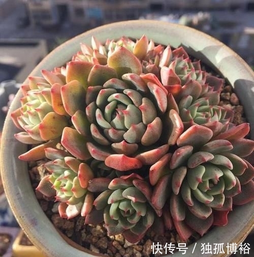  撸下来的叶：经常给多肉做1动作，加1料，迅速生长，还爱爆盆