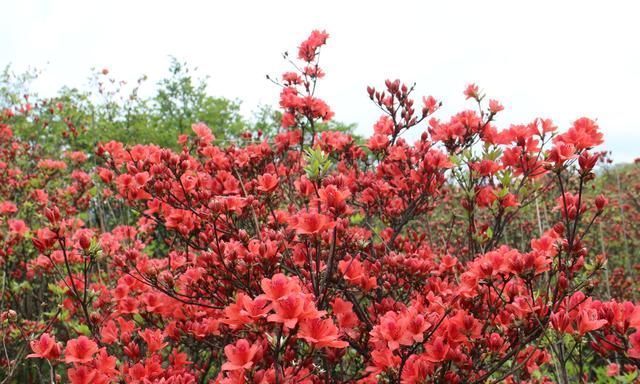 百万株杜鹃花已成花海，全国最大赏花胜地，错过只能去英国看了！