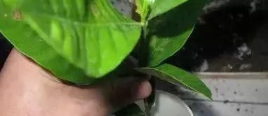 『扦插』栀子花扦插很简单，一个塑料瓶，半个月冒根，三个月开花成盆栽