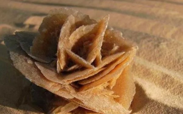 为什么说沙漠里的“玫瑰”可以捡，但“西瓜”千万不能碰？