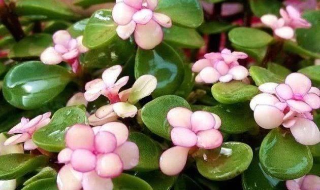  「生机」金枝玉叶叶片掉落？注意这几点，轻松恢复生机！