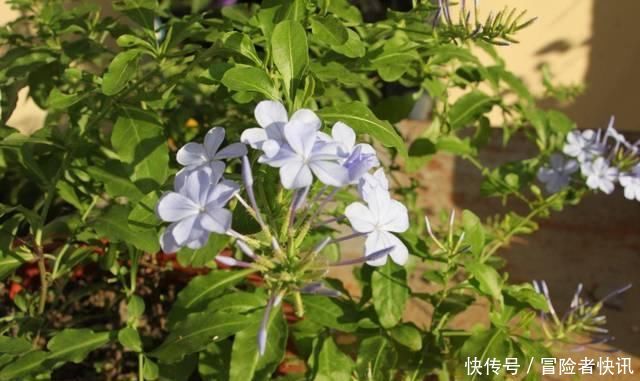 #开成#这花长得巴掌大,越晒花越多,一不小心就开成瀑布