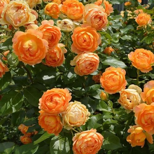  『花叶』这些植物不怕水，浇水越多越旺，花叶长满盆，花开绚丽多彩