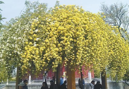 此花“冻不死”，比栀子花还香，一年花开99天，沾土就活！