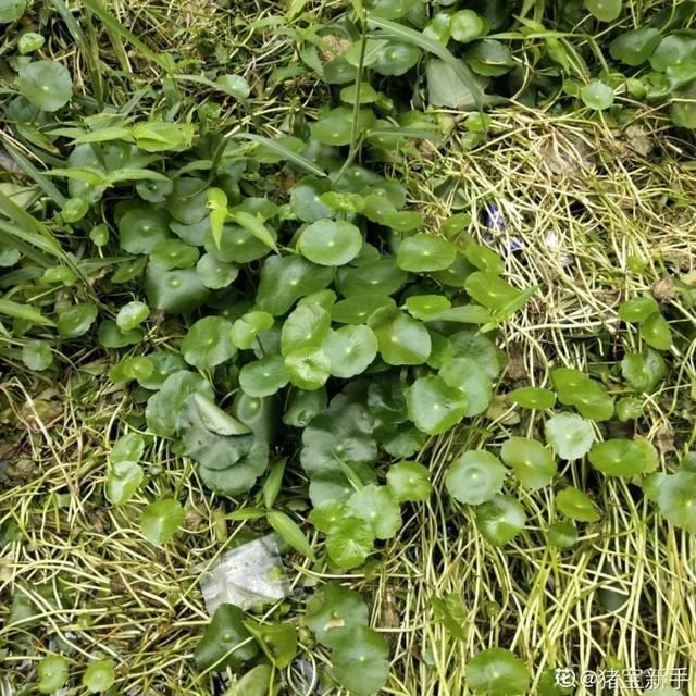  慎养■这花要慎养，每年砍掉3麻袋，照样蹭蹭长