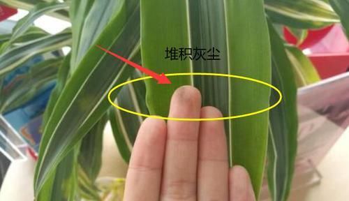  应对妙招@为什么你养的花活不长久？看看这些养花禁忌你犯了吗？