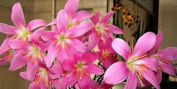  [娇艳]这“花”神奇，“下雨”前夕必开花，1年开花无数，朵朵娇艳