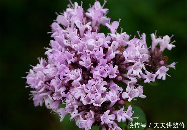  『芳香』想让阳台芳香馥郁“招蜂引蝶”，种上5种芳香花草，夏季也能开花