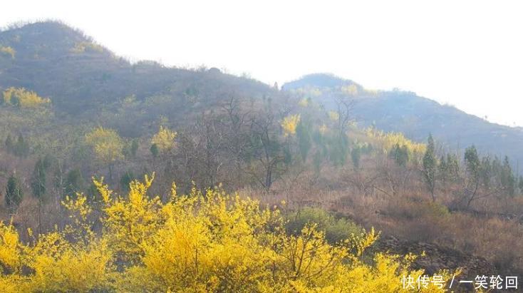 春天@张家庄的春天:连翘花开缀山间!