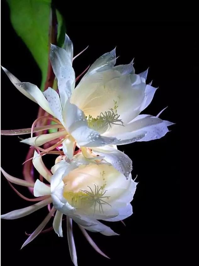  「短暂」“月下美人”昙花，“一现”虽短暂，学会养护，年年有的开。