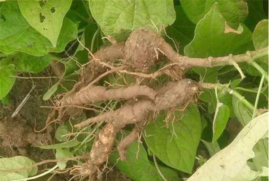  【不料】山林有1“白人参”，花朵不美还小，路人不理会，不料药商当宝！