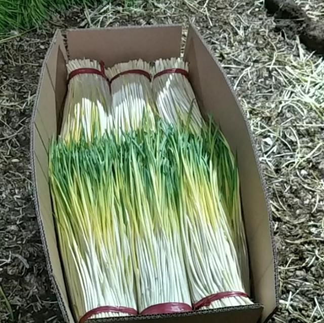  蒜黄@农民用蒜米种出来的“它”，每十天可收割一次，年赚几十万