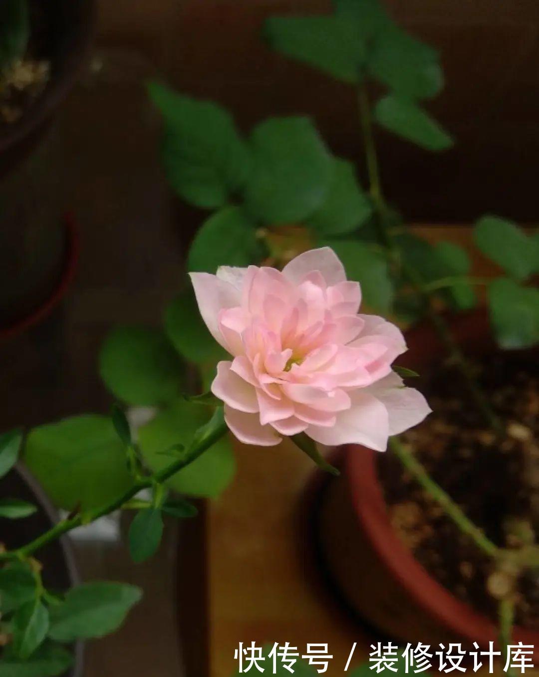  #稀罕#5种花真稀罕，叶子越晒越红彤彤，一盆能开20朵！