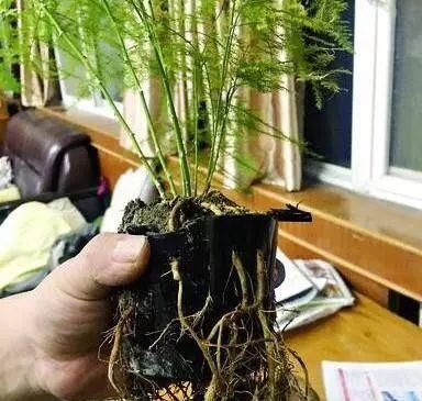  「盆土」文竹掉叶黄叶，这样一处理，20天冒出嫩叶来，蹭蹭长得枝叶茂盛！