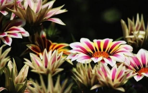  食醋：家养“勋章菊”，5月打翻了“醋坛子”，花苞上百朵，花开红又艳