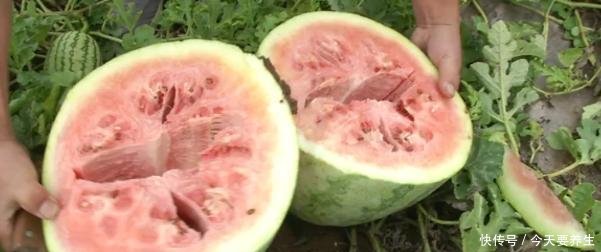大爷种出七亩“棉絮瓜”，皮厚空心、瓜瓤像棉花，5万斤瓜全废了