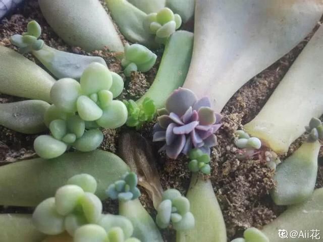  【成活率】多肉叶插时，换个姿势，成活率大大提高！