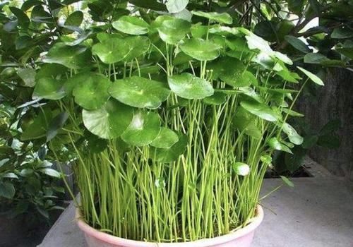 护眼■经常看手机、电脑,不妨养3种“护眼植物”,叶片翠绿、养眼!