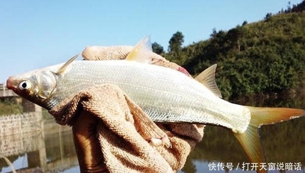 『进食』麦子熟,尾巴黄,初夏手竿钓黄尾鲴,就用这种钓法,鱼儿连竿上!