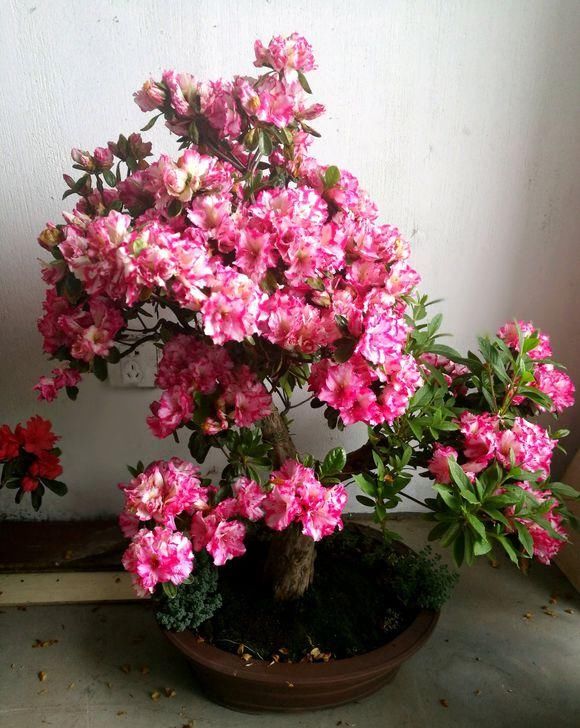 【土壤】养护杜鹃花,五个小技巧能要掌握,四季都能开,新手照样养爆盆