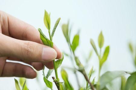  清明节@4月份的清明节快到了，受疫情影响，人们可以去农村祭祖吗