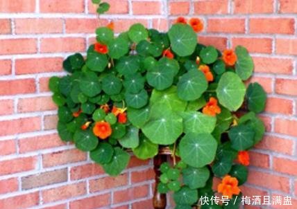  『黄叶』旱金莲养养就黄叶，改正2个“小细节”，叶片不黄，花开不断！