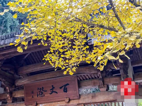 中国瀑布这么多，为何浙江这条才是天下第一瀑？网友：看过才知道