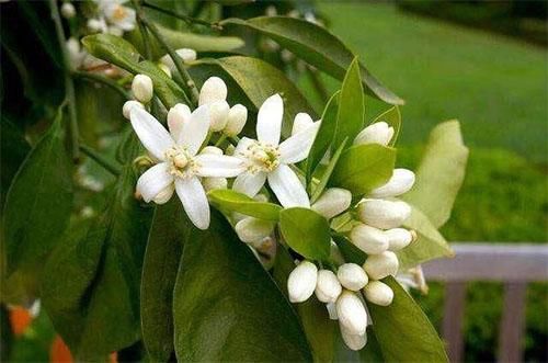 鼻子毛孔粗黑头多，可能是螨虫排泄物造成的，2招来自测有无螨虫