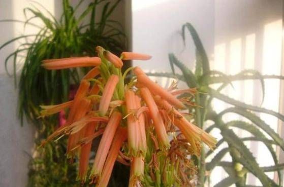  品种@想看芦荟开花吗？选对品种打4分，叶丰满，蹭蹭长花苞