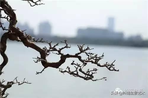  「作品」有年功的盆景，品相好，价值高！