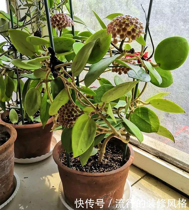  [喜欢]超级耐阴的球兰，养1盆能爬上窗台、房顶，开花比香水还香