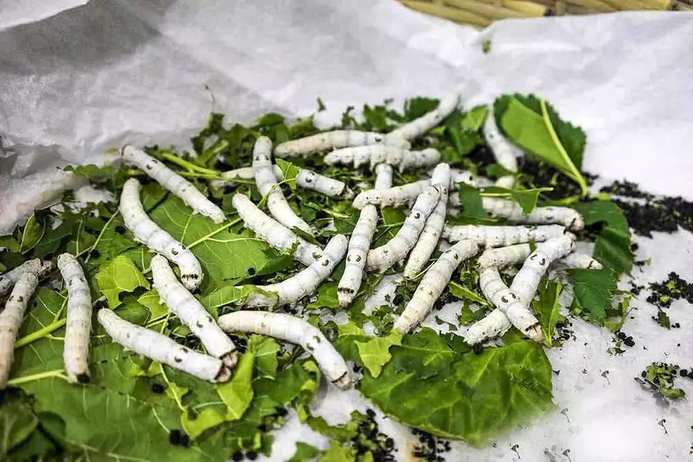 过去常用来喂蚕，如今却成稀罕蔬菜，价格比猪肉还贵，少有人吃过