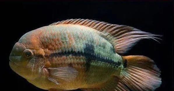  #水族市场上#美洲慈鲷之美，您细品