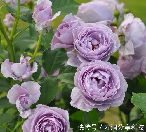  「品种」梦幻悠长，无法抗拒，月季的那抹蓝紫色美得清凉又高级！