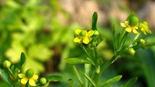  「视为」乡下一种野生植物，农民常将其视为杂草，殊不知全草可入药